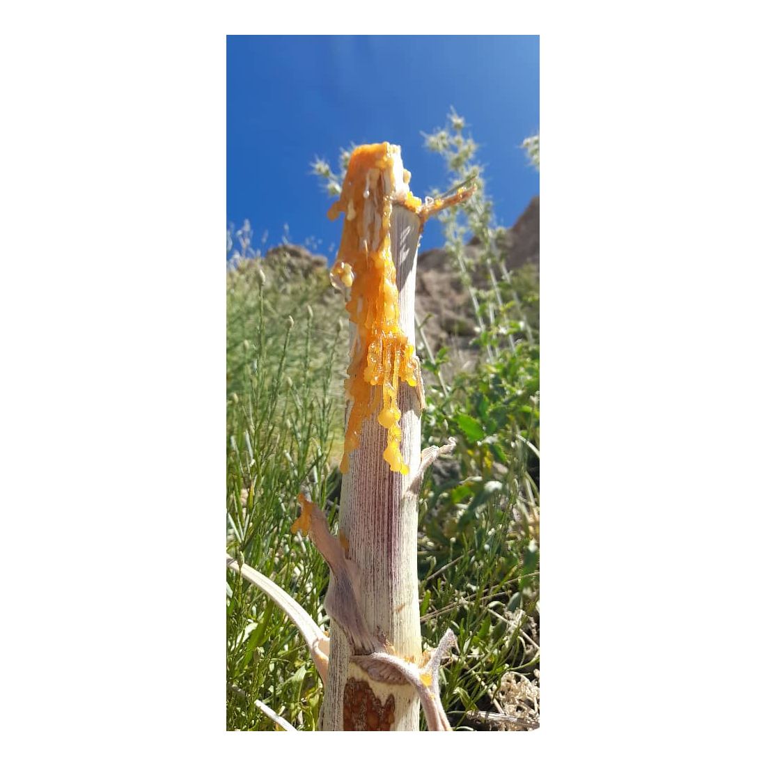 Dried galbanum resin from Ferula gummosa stem – Wild-harvested
