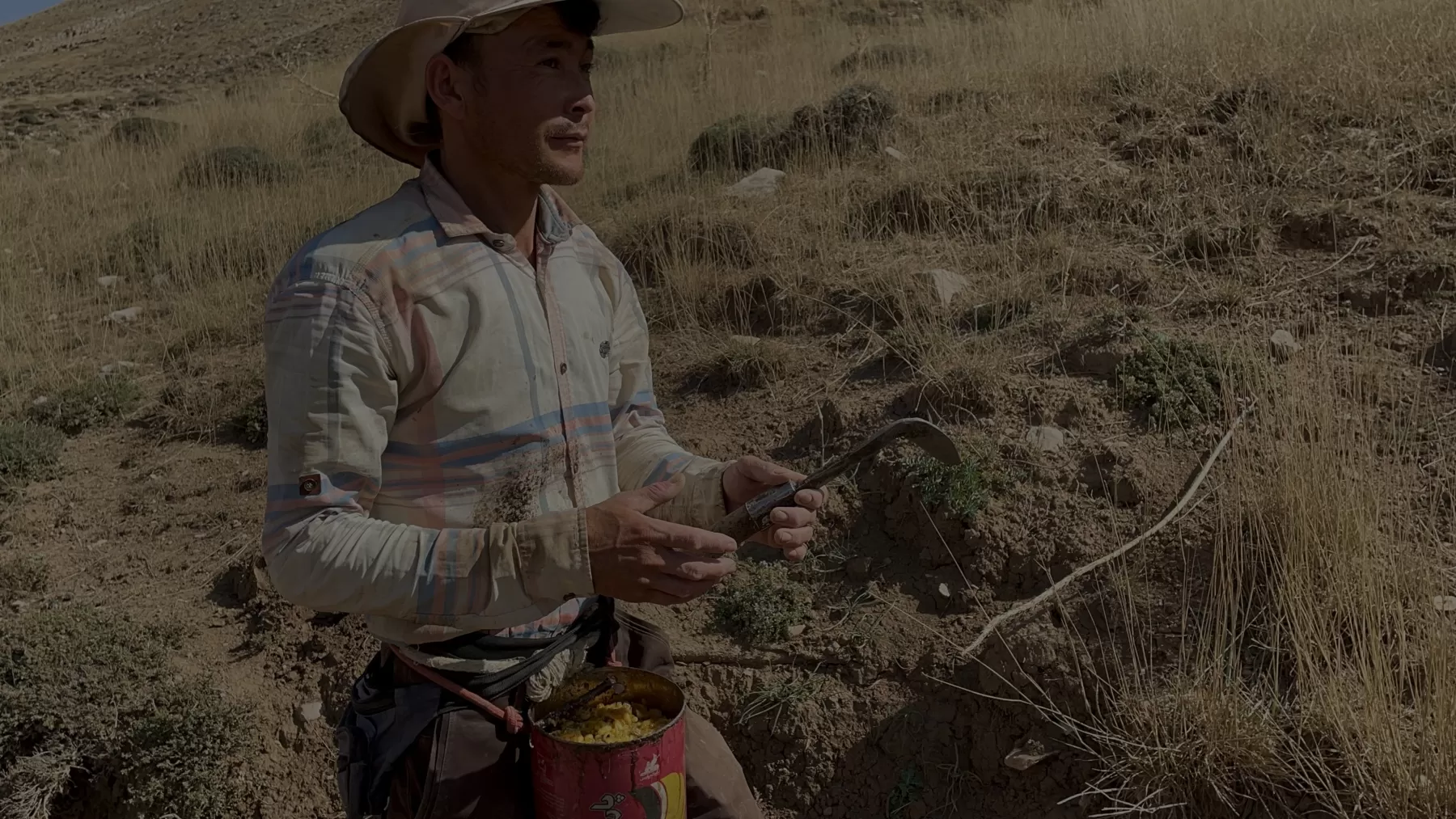 Traditional harvesting of authentic galbanum gum Traditional harvesting of authentic galbanum gum