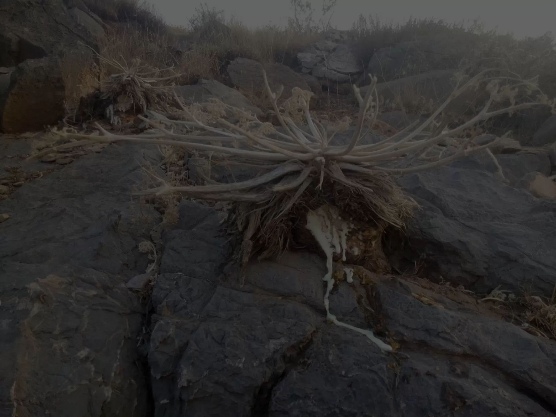 Galbanum resin from wild Ferula plant growing in authentic mountains Galbanum resin from wild Ferula plant growing in authentic mountains
